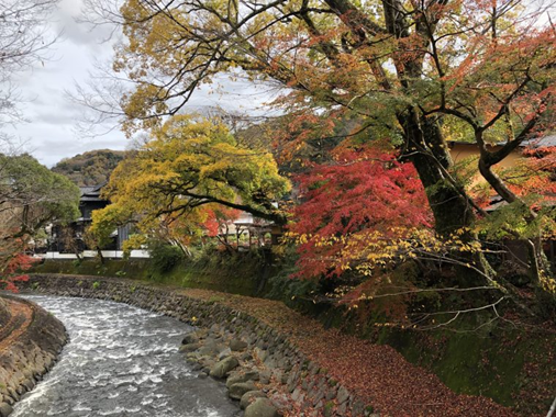 川沿いの紅葉