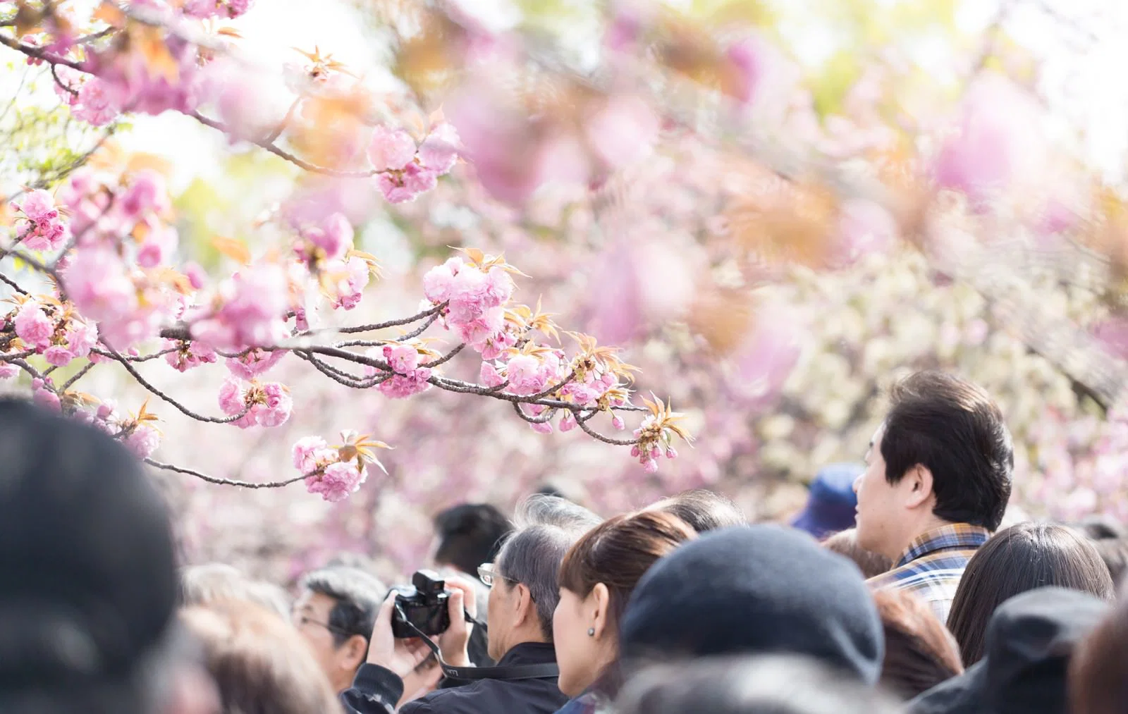 桜と観光客